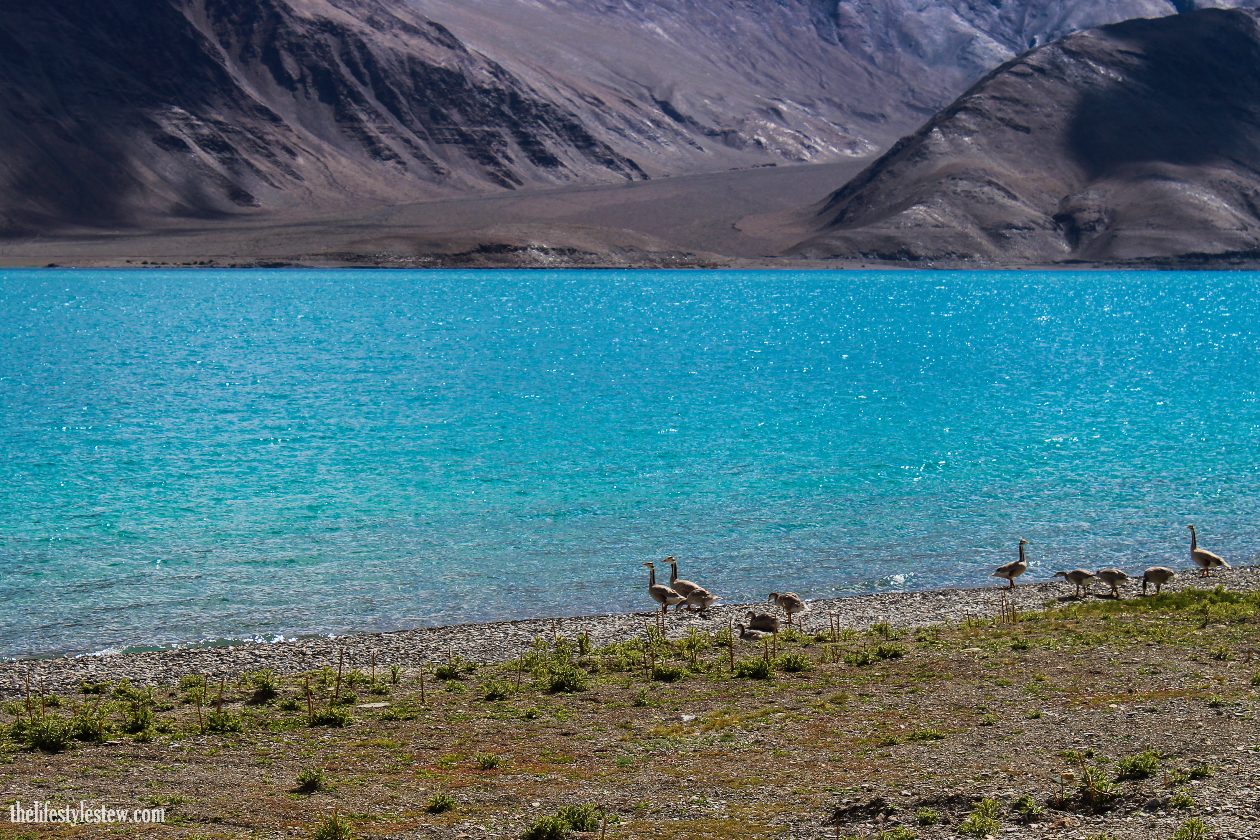 A rare sighting: Bar Headed Geese at Pangong Ladakh.